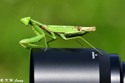 Large Green Mantis DSC_1490