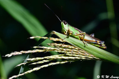 Grasshoppers (草蜢/蝗蟲)