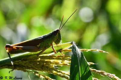 Grasshopper DSC_1694