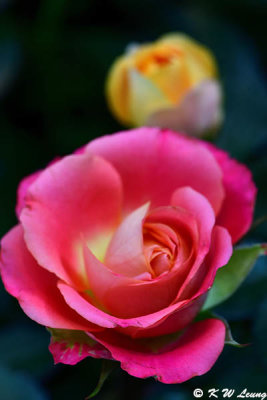 Rose DSC_1821