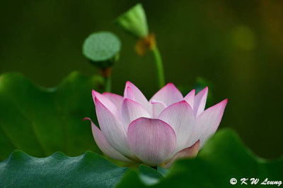 Lotus DSC_1936