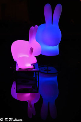 Illuminated rabbits DSC_5215