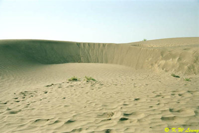 Gurbantunggut Desert 02