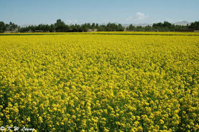 Canola field 02