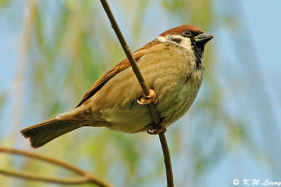 Eurasian Tree Sparrow DSC_1570