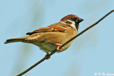 Eurasian Tree Sparrow DSC_1574