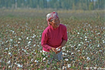 A lady in cotton field 01