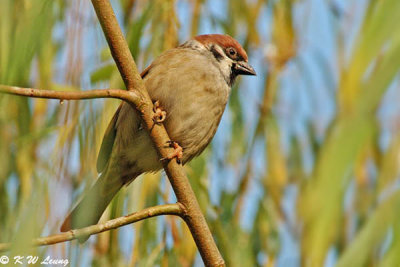 Eurasian Tree Sparrow DSC_1592