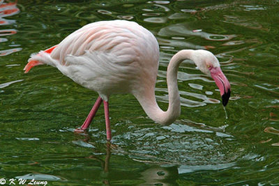 Flamingo DSC_2476