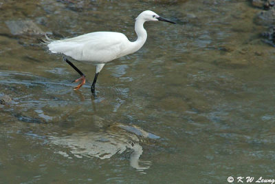 Little Egret DSC_3022