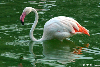 Flamingo DSC_3069