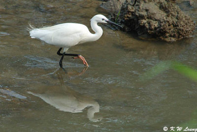 Little Egret DSC_3023