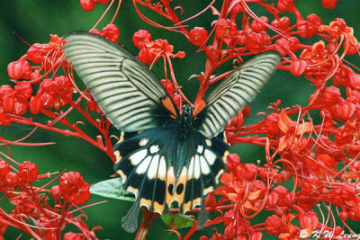 Papilio memnon DSC_4562