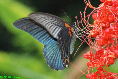 Papilio memnon DSC_4592