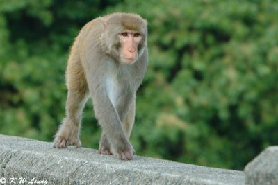 Rhesus macaque DSC_5485