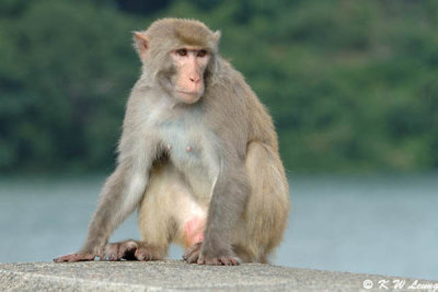 Rhesus macaque DSC_5490