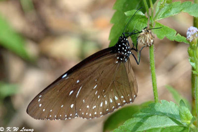 Euploea midamus DSC_5500