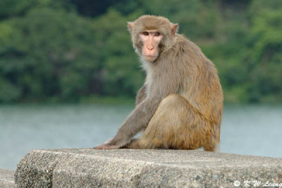 Rhesus macaque DSC_5492