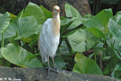 Cattle Egret DSC_5865