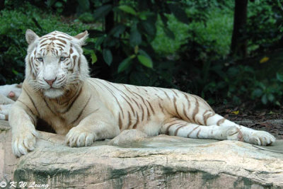 White Tiger DSC_6385