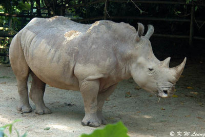 Rhino DSC_6254