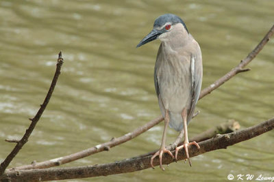 Black-crowned Night Heron DSC_6088