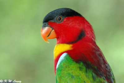 Yellow-bibbed Lory DSC_6008