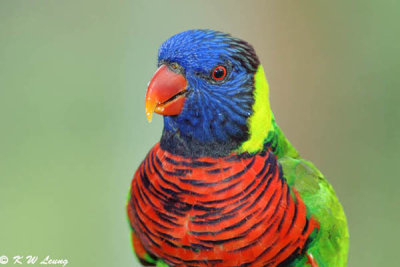 Rainbow Lorikeet DSC_5994