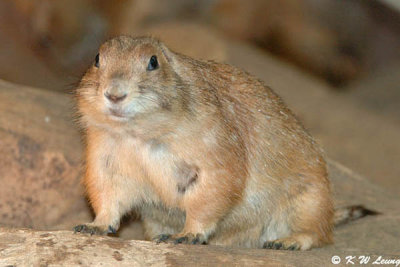 Prairie Dog DSC_6315