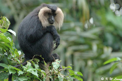 Lion-tail Macaque DSC_6348