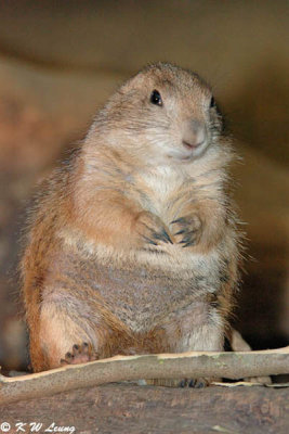 Prairie Dog DSC_6321