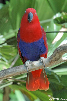 Eclectus Parrot DSC_6108