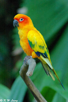 Sun Conure Parrot DSC_6109