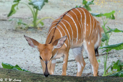 Nyala DSC_6272