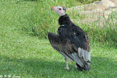 White-headed Vulture DSC_5926