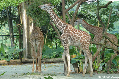 Giraffe DSC_6297
