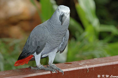 African Grey Parrot DSC_6081
