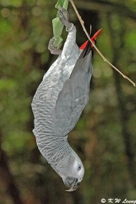 African Grey Parrot DSC_6084