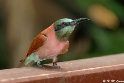 Carmine Bee-eater DSC_6082