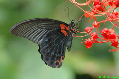 Papilio memnon DSC_4703