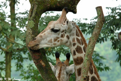 Giraffe DSC_6282