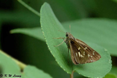 Pelopidas assamensis DSC_6952