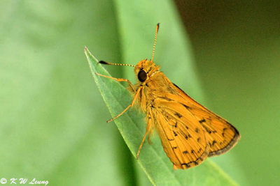 Ampittia dioscorides 02