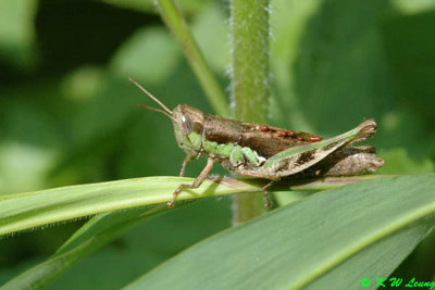 Grasshopper DSC_9189