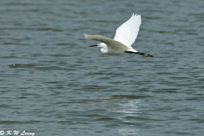 Little Egret DSC_9272