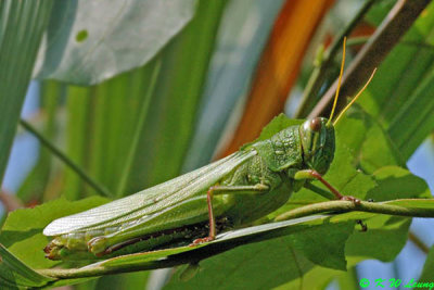 Chondracris rosea DSC_9587