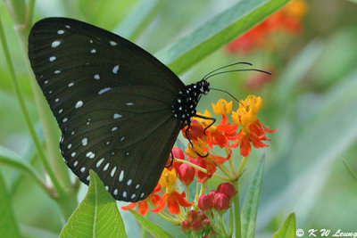 Euploea midamus DSC_9743