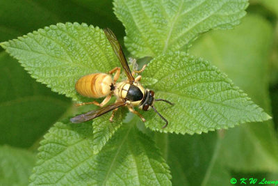 Common Wasp DSC_9944