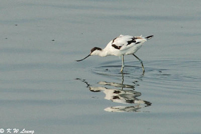 Pied Avocet 03