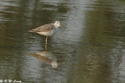 Common Greenshank DSC_0567